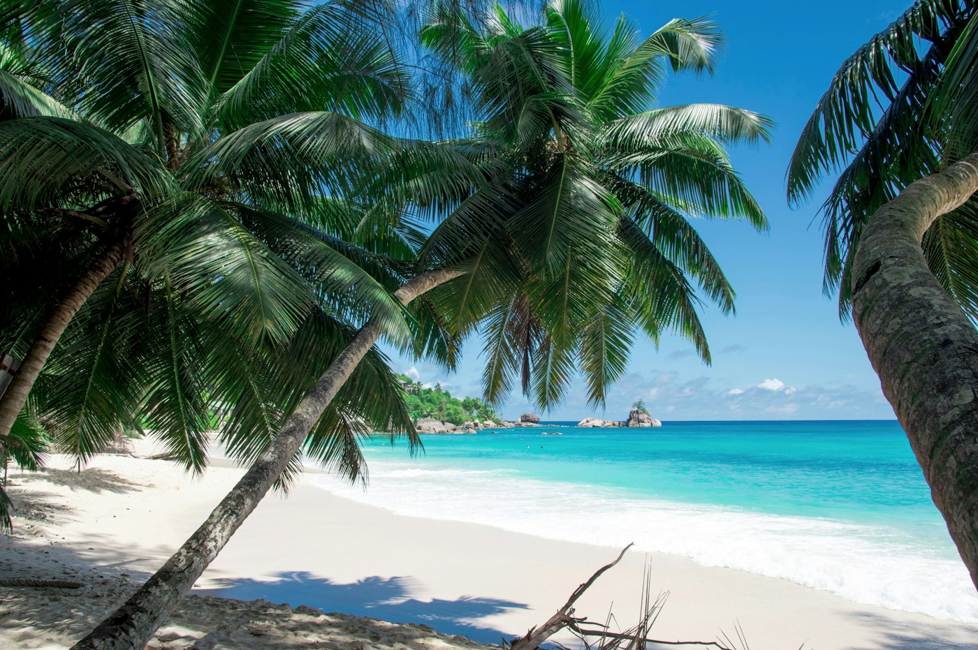 Palm trees beside clear turquoise water on a sunny tropical beach